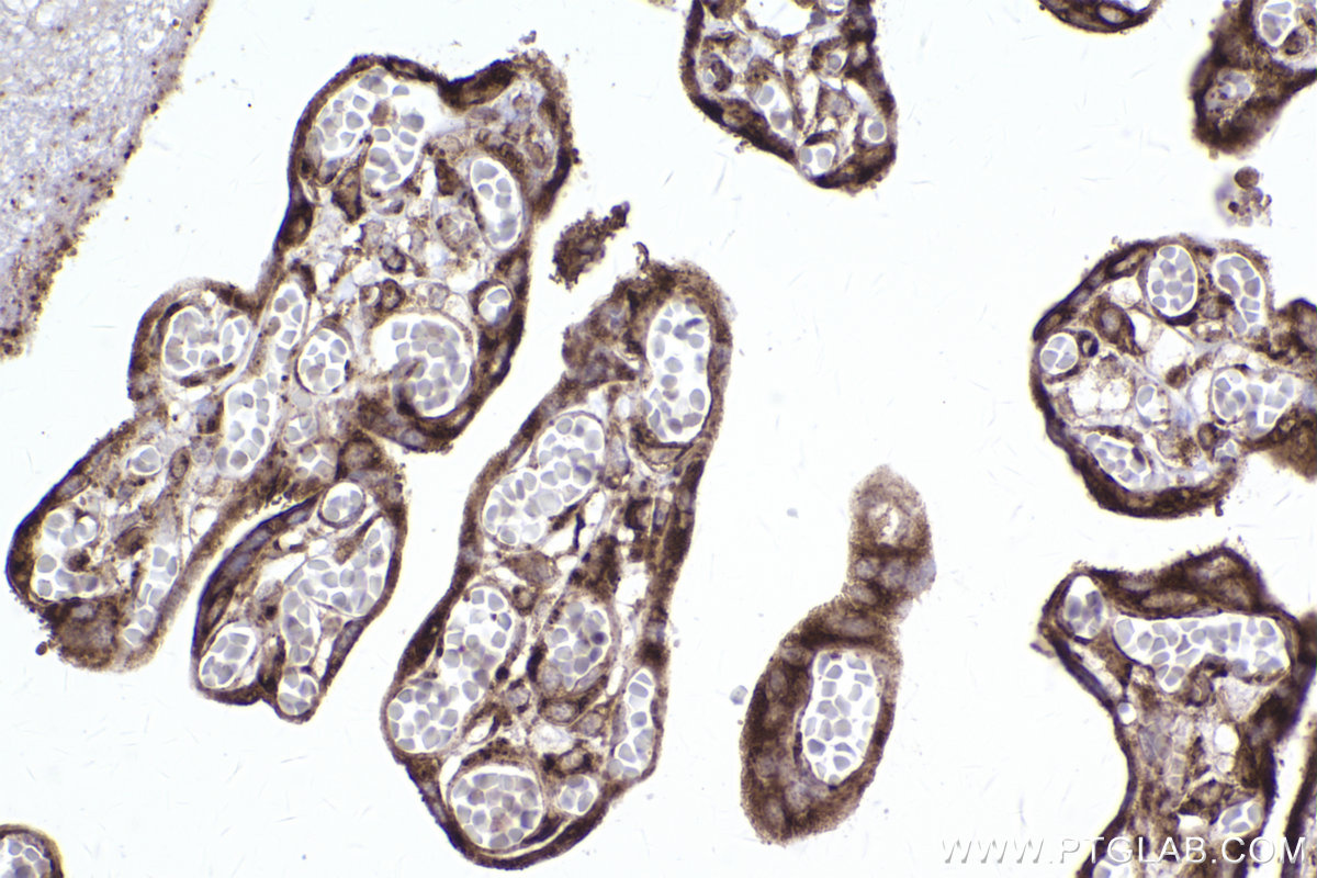 Immunohistochemical analysis of paraffin-embedded human placenta tissue slide using KHC2419 (PRDX4 IHC Kit).