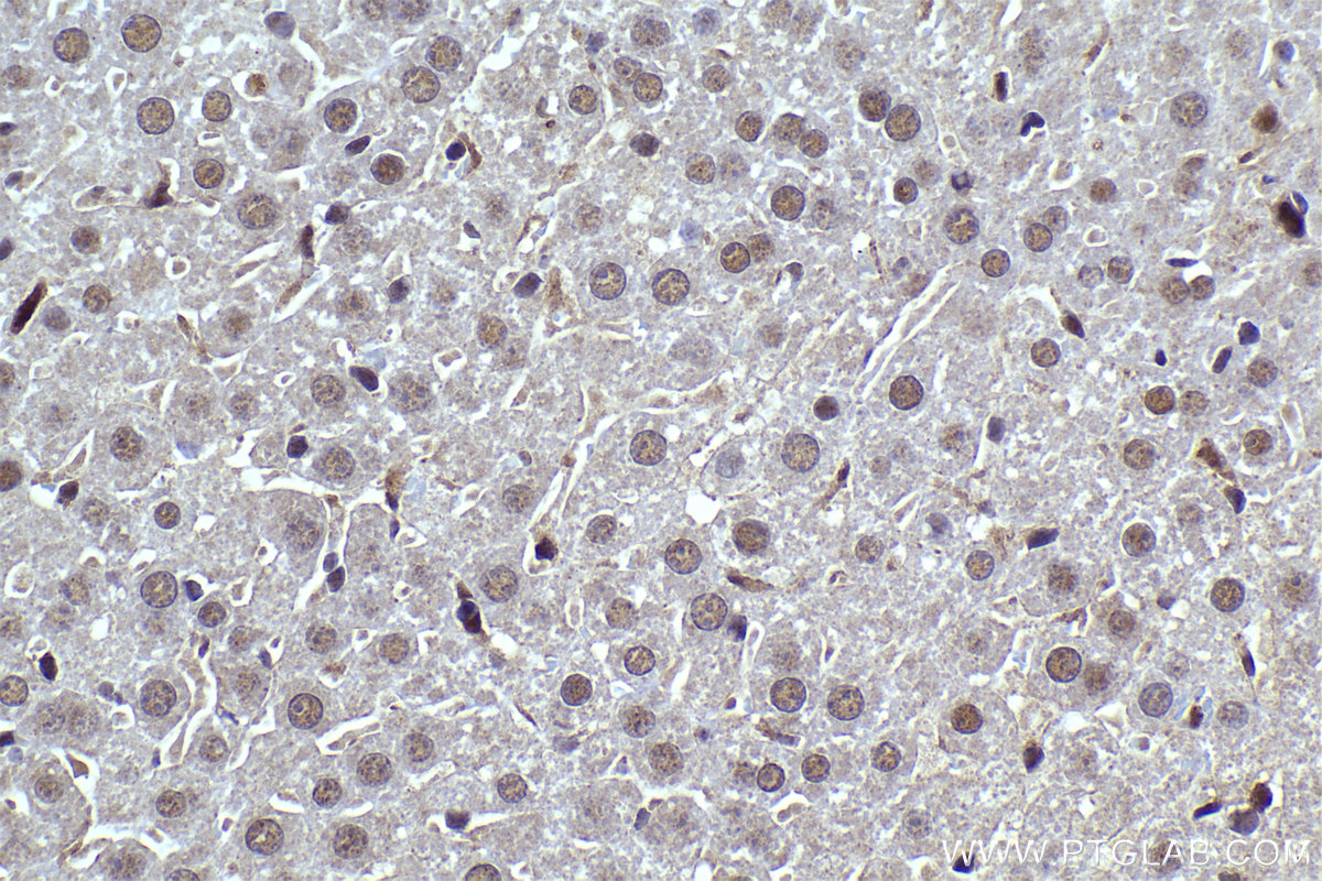 Immunohistochemical analysis of paraffin-embedded mouse liver tissue slide using KHC2288 (PRIM1 IHC Kit).