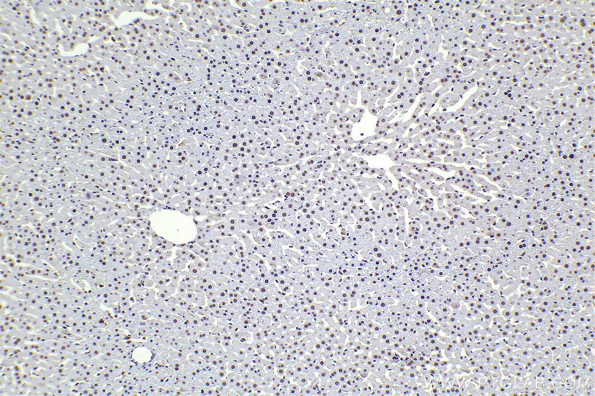 Immunohistochemical analysis of paraffin-embedded rat liver tissue slide using KHC2288 (PRIM1 IHC Kit).