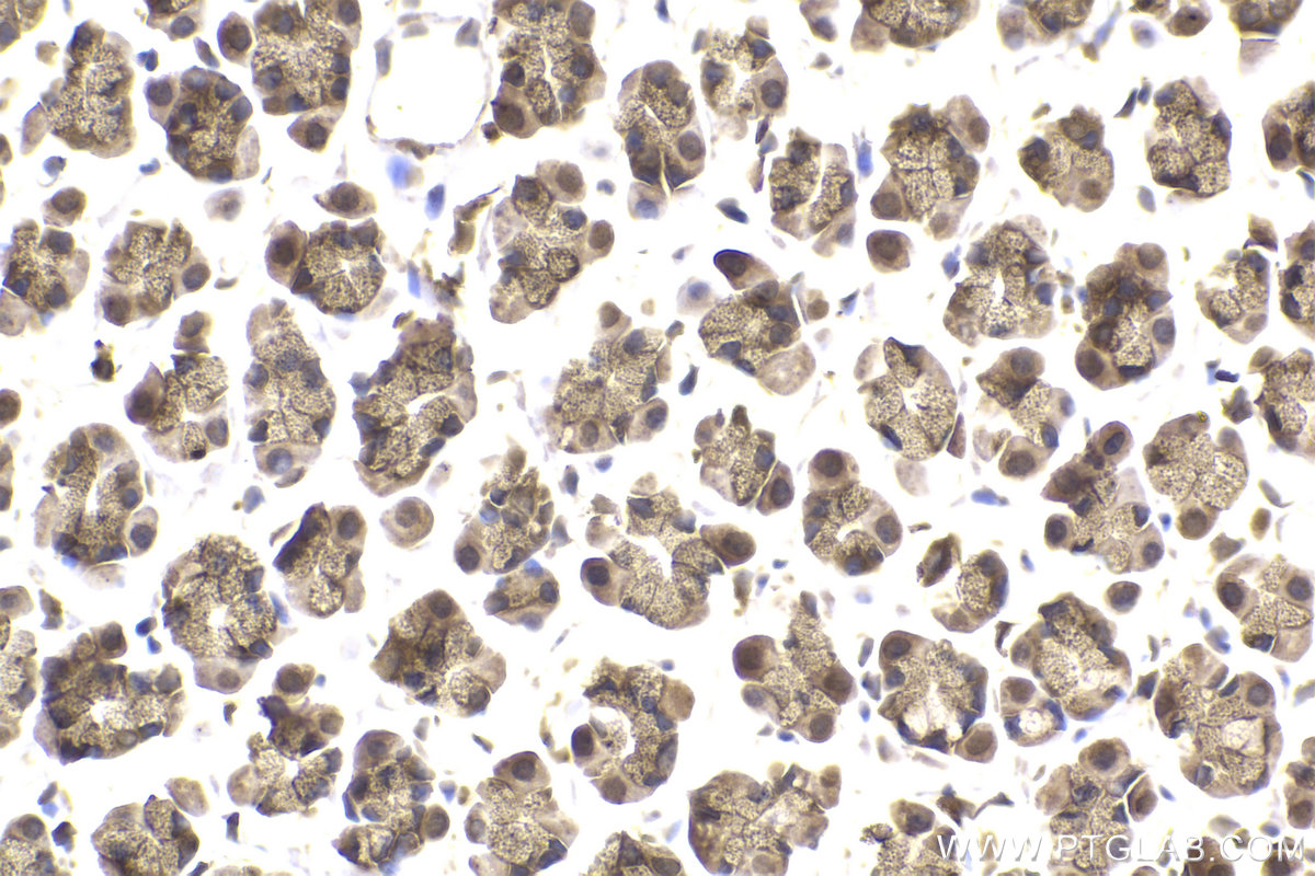 Immunohistochemical analysis of paraffin-embedded rat stomach tissue slide using KHC2208 (PRKACB IHC Kit).