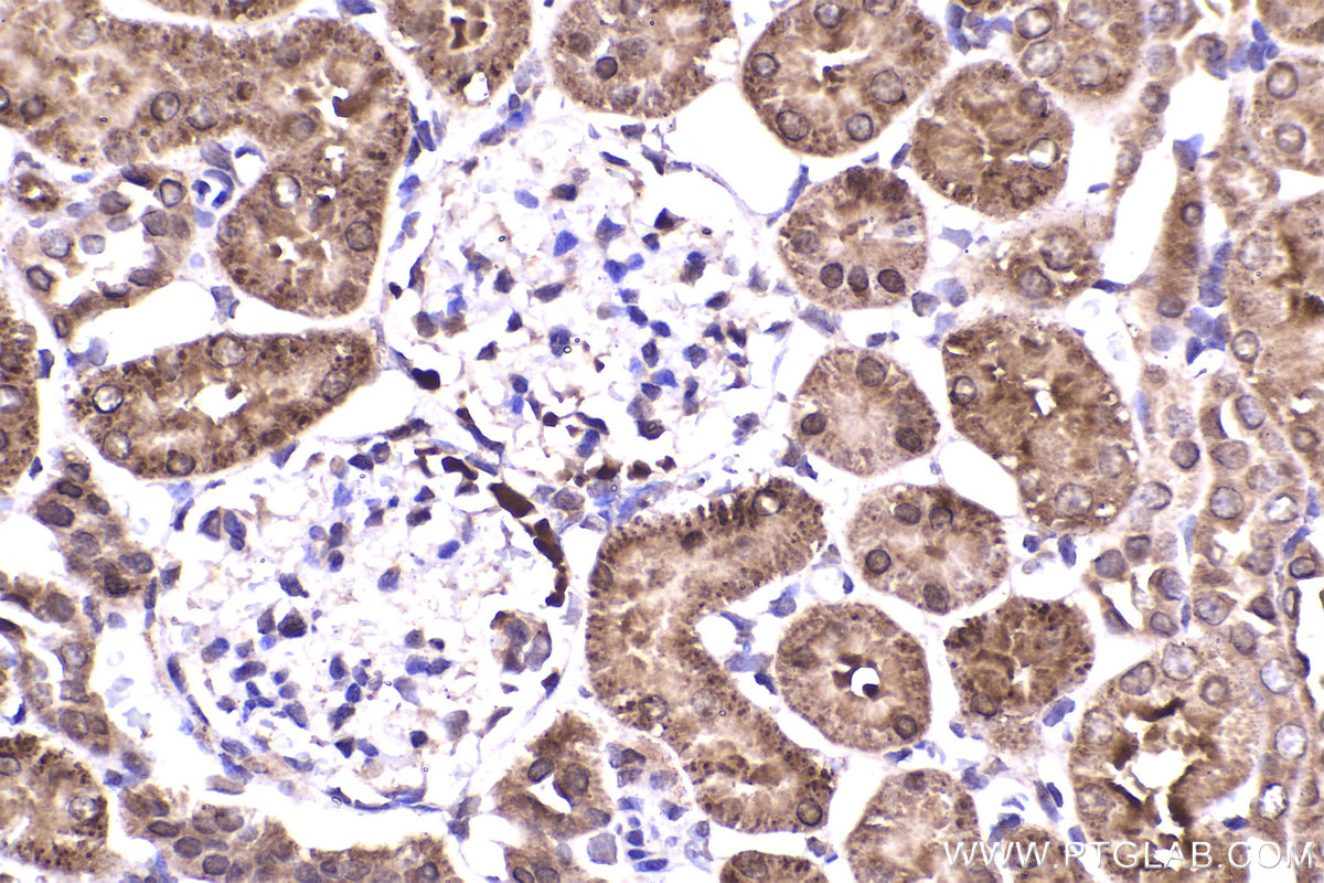 Immunohistochemical analysis of paraffin-embedded rat kidney tissue slide using KHC2324 (PRKAG1 IHC Kit).