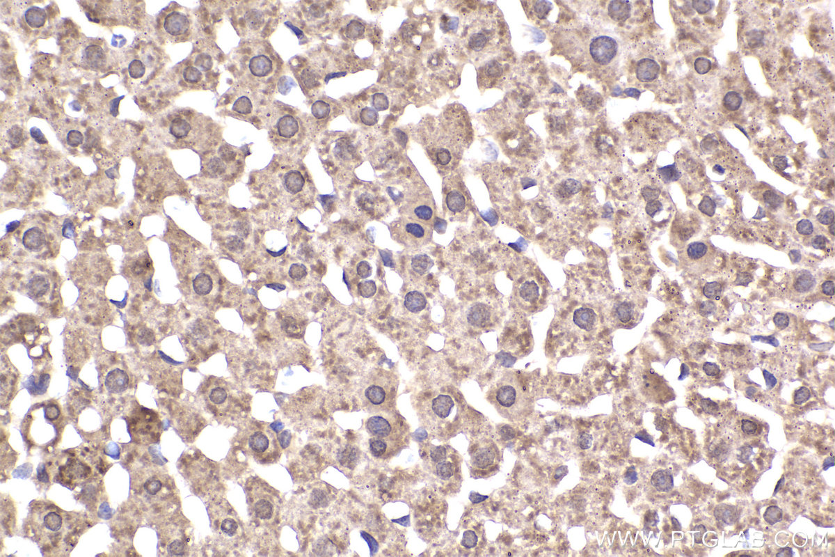 Immunohistochemical analysis of paraffin-embedded rat liver tissue slide using KHC2324 (PRKAG1 IHC Kit).