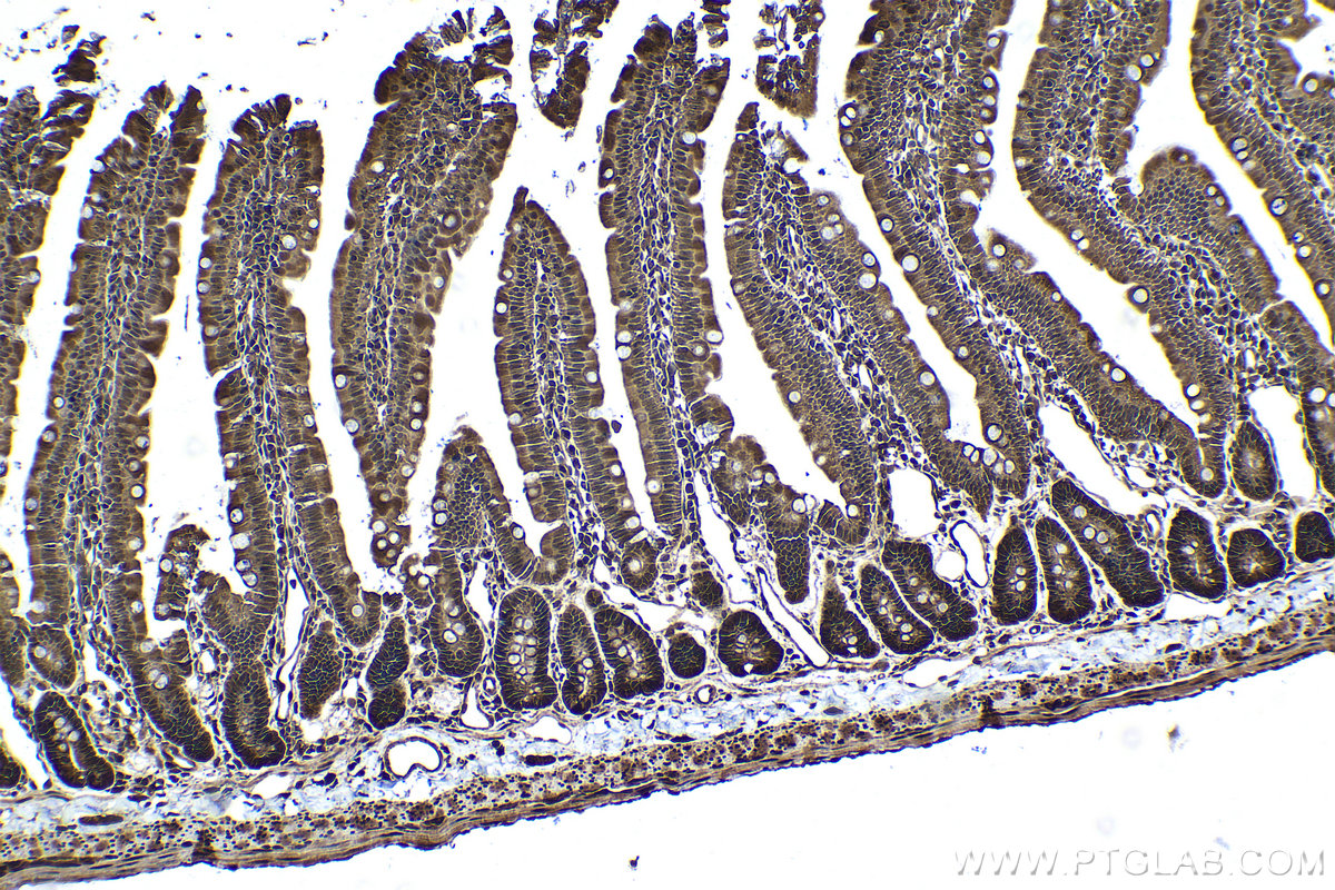 Immunohistochemical analysis of paraffin-embedded rat small intestine tissue slide using KHC1563 (PSMA3 IHC Kit).