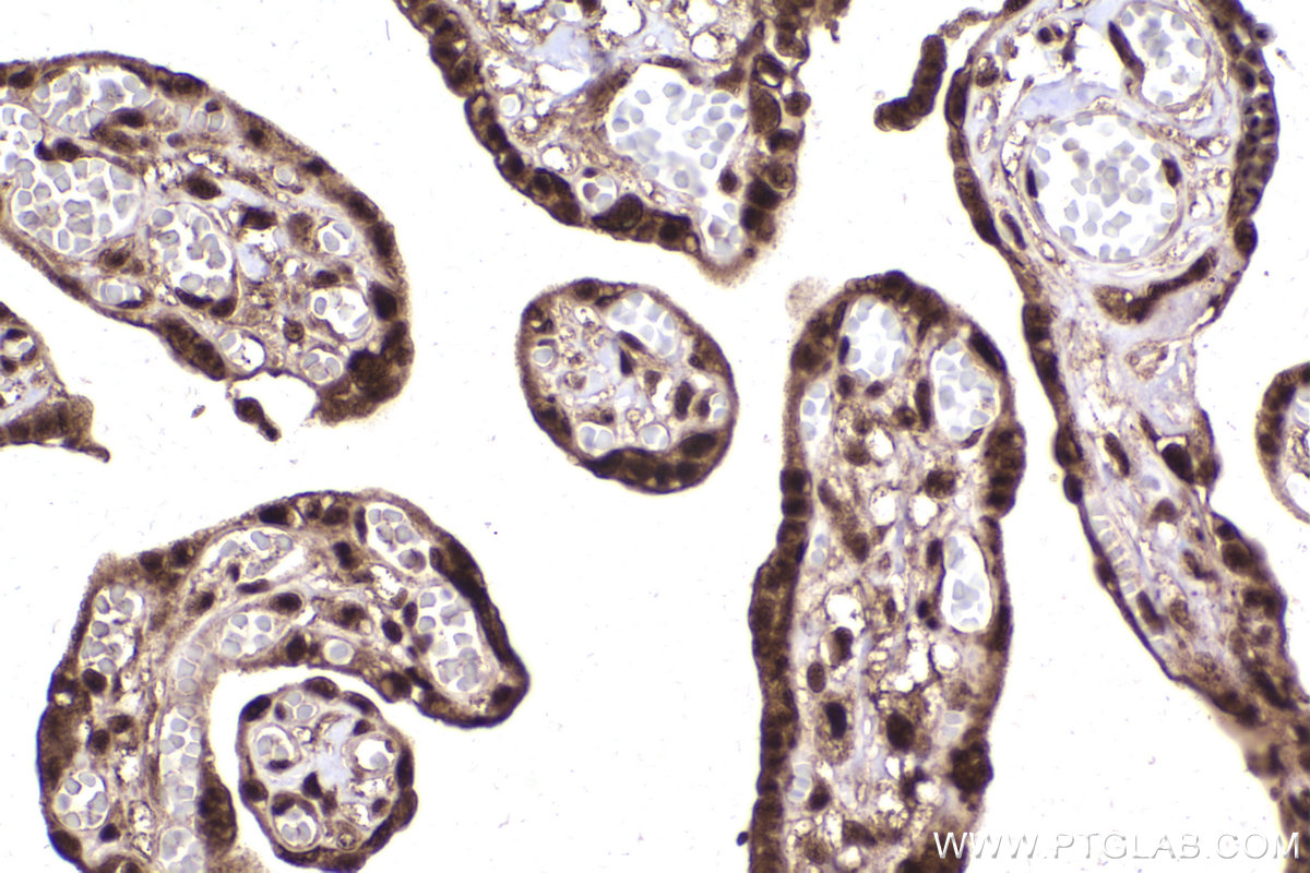 Immunohistochemical analysis of paraffin-embedded human placenta tissue slide using KHC2249 (PSMC2 IHC Kit).