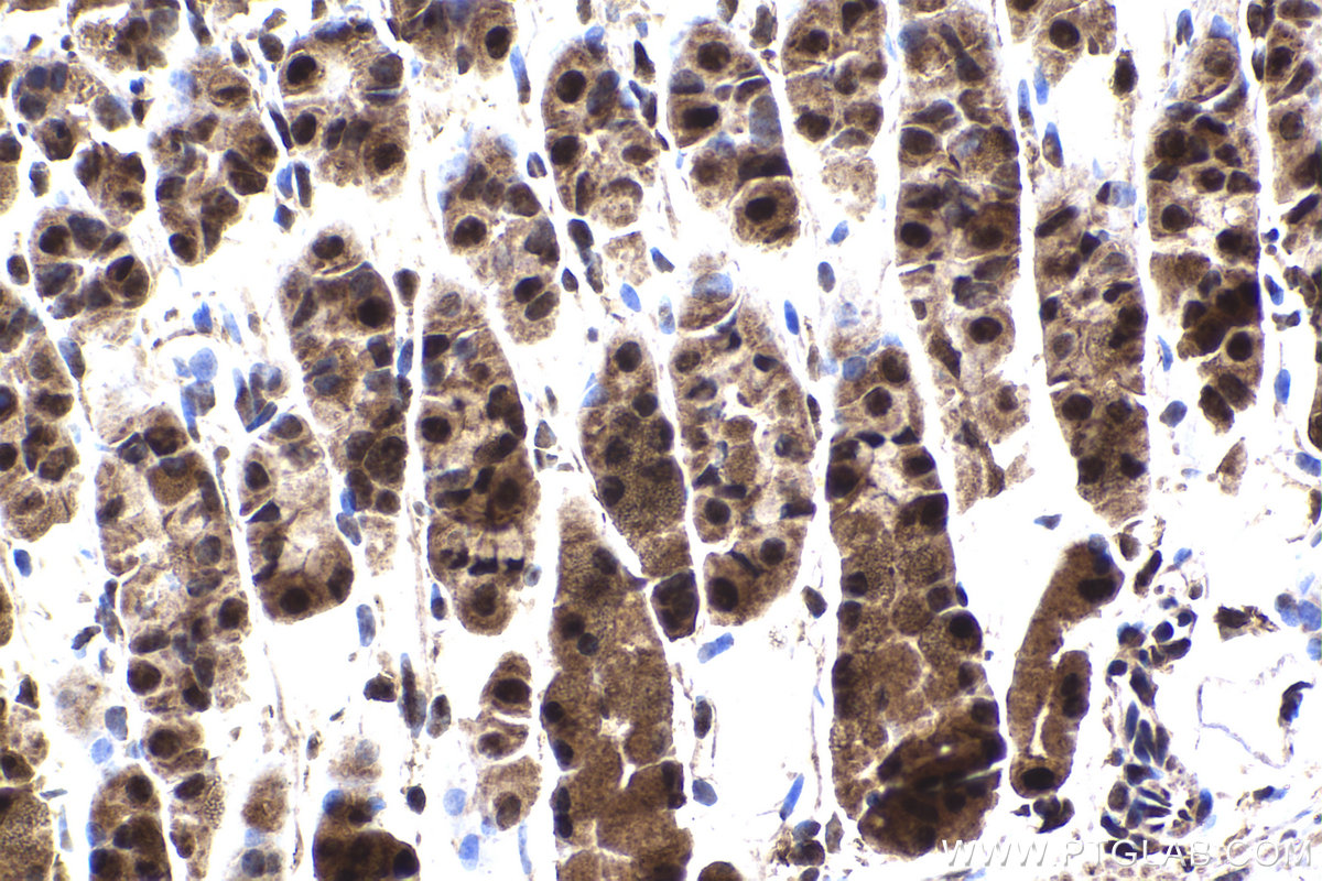 Immunohistochemical analysis of paraffin-embedded mouse stomach tissue slide using KHC2249 (PSMC2 IHC Kit).