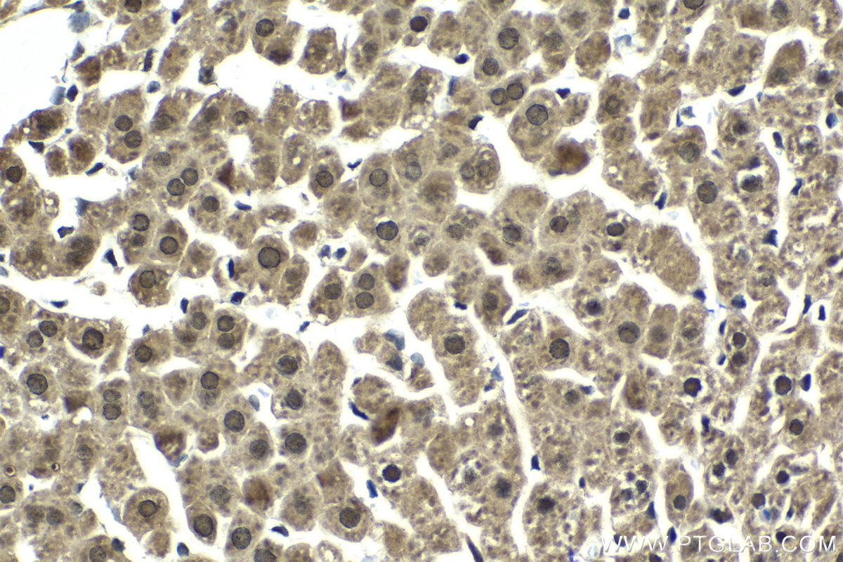 Immunohistochemical analysis of paraffin-embedded rat liver tissue slide using KHC2042 (PSMD12 IHC Kit).