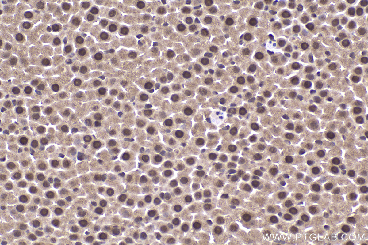 Immunohistochemical analysis of paraffin-embedded mouse adrenal gland tissue slide using KHC2328 (PSMD4 IHC Kit).