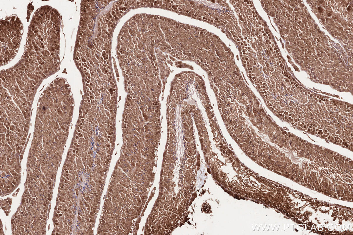 Immunohistochemical analysis of paraffin-embedded mouse testis tissue slide using KHC2589 (PSRC1 IHC Kit).