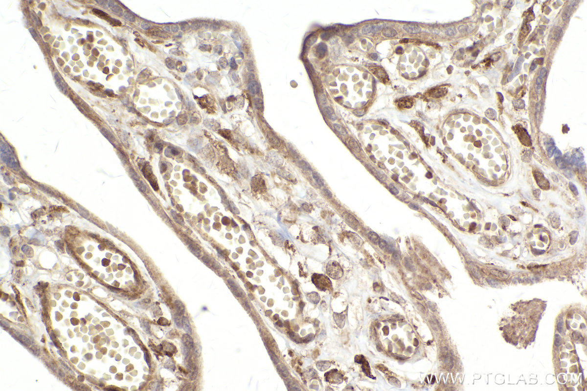 Immunohistochemical analysis of paraffin-embedded human placenta tissue slide using KHC2410 (PTPN13 IHC Kit).