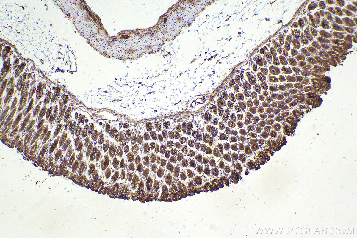 Immunohistochemical analysis of paraffin-embedded mouse stomach tissue slide using KHC2410 (PTPN13 IHC Kit).