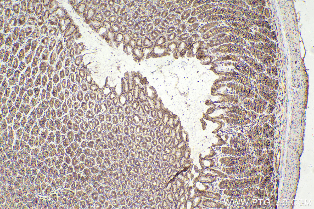 Immunohistochemical analysis of paraffin-embedded rat stomach tissue slide using KHC2410 (PTPN13 IHC Kit).