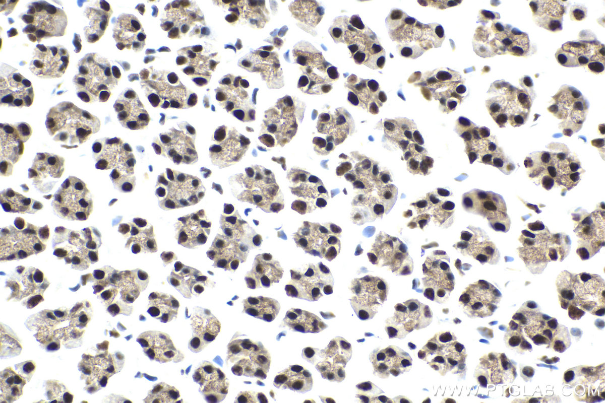 Immunohistochemical analysis of paraffin-embedded rat stomach tissue slide using KHC1985 (PUF60 IHC Kit).