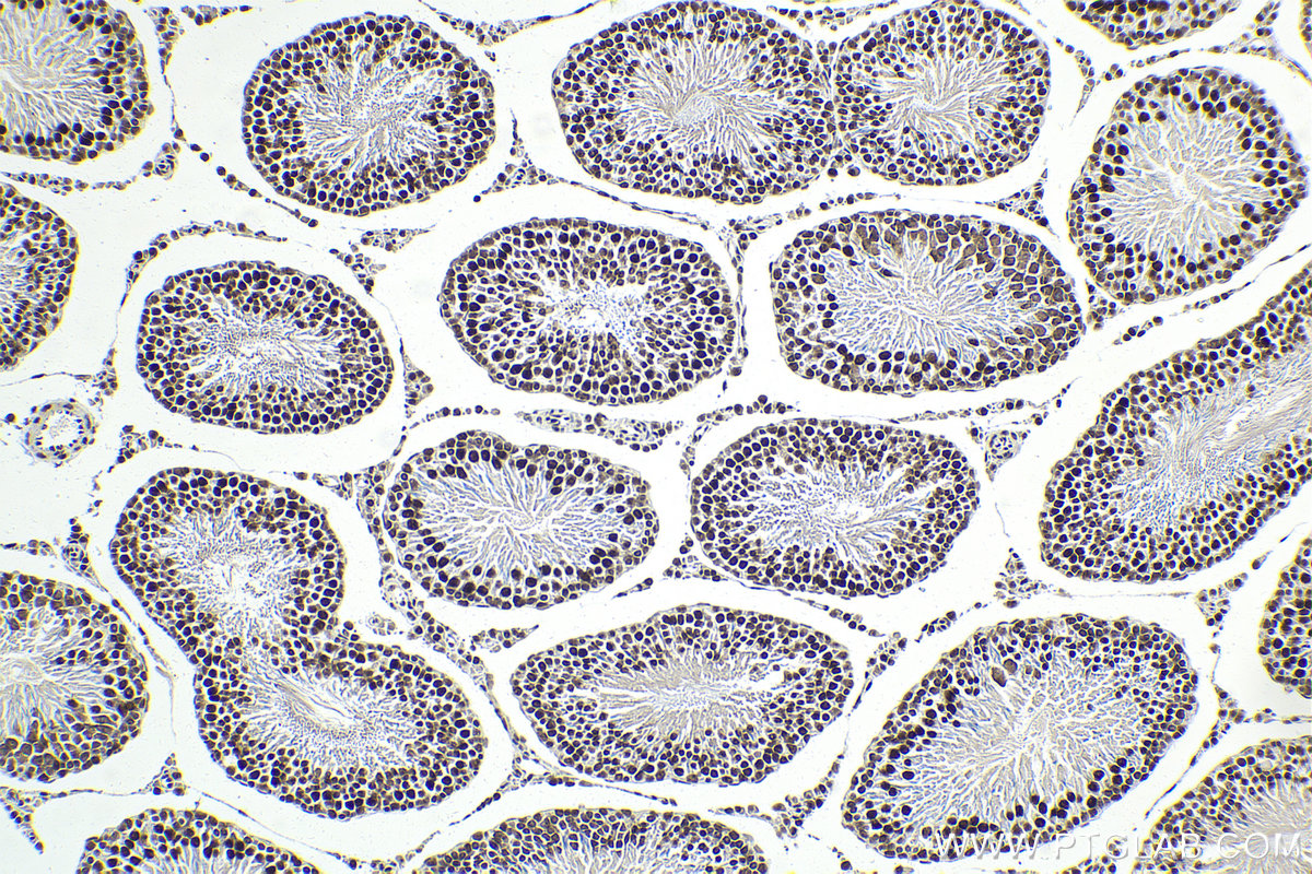 Immunohistochemical analysis of paraffin-embedded rat testis tissue slide using KHC1985 (PUF60 IHC Kit).