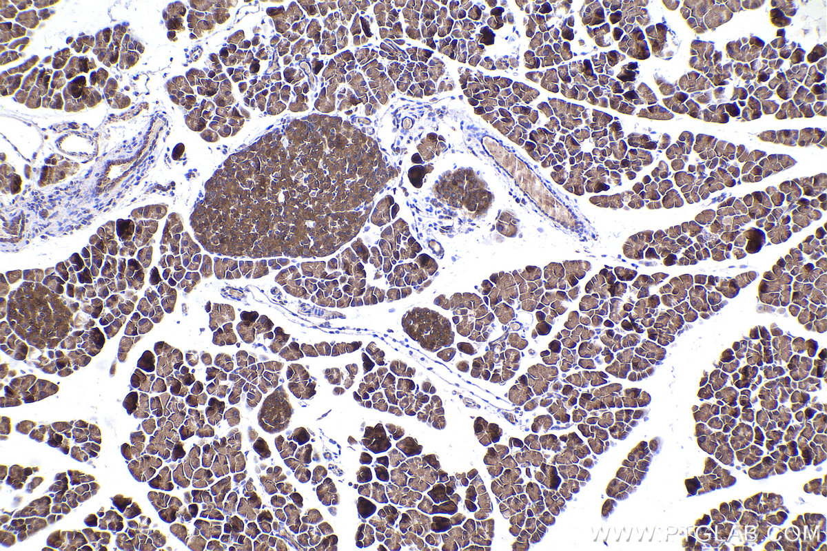 Immunohistochemical analysis of paraffin-embedded mouse pancreas tissue slide using KHC2337 (RAB10 IHC Kit).