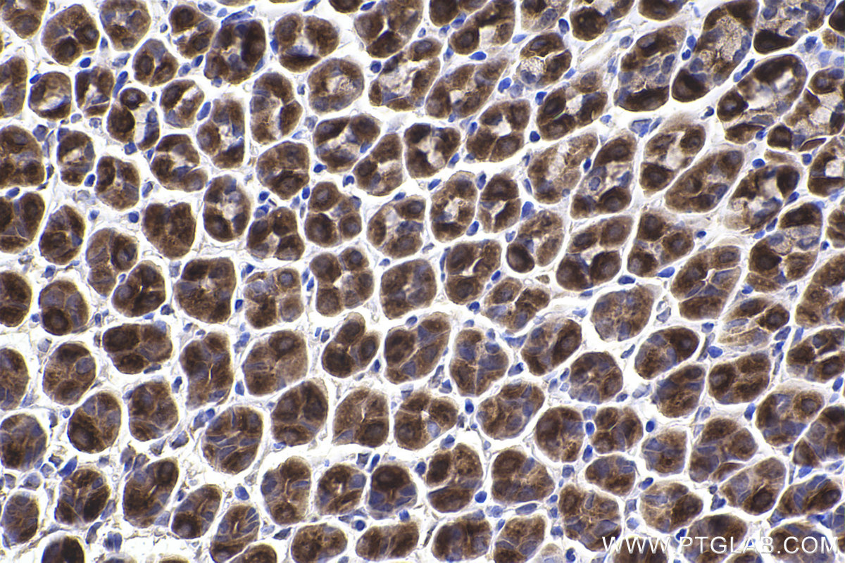 Immunohistochemical analysis of paraffin-embedded mouse stomach tissue slide using KHC2351 (RAB11A/B IHC Kit).