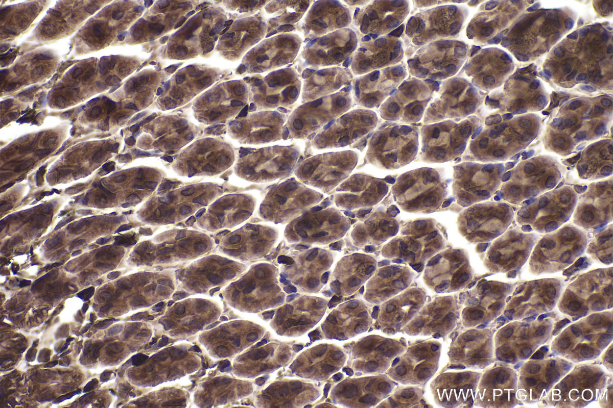 Immunohistochemical analysis of paraffin-embedded mouse stomach tissue slide using KHC2356 (RAC1 IHC Kit).