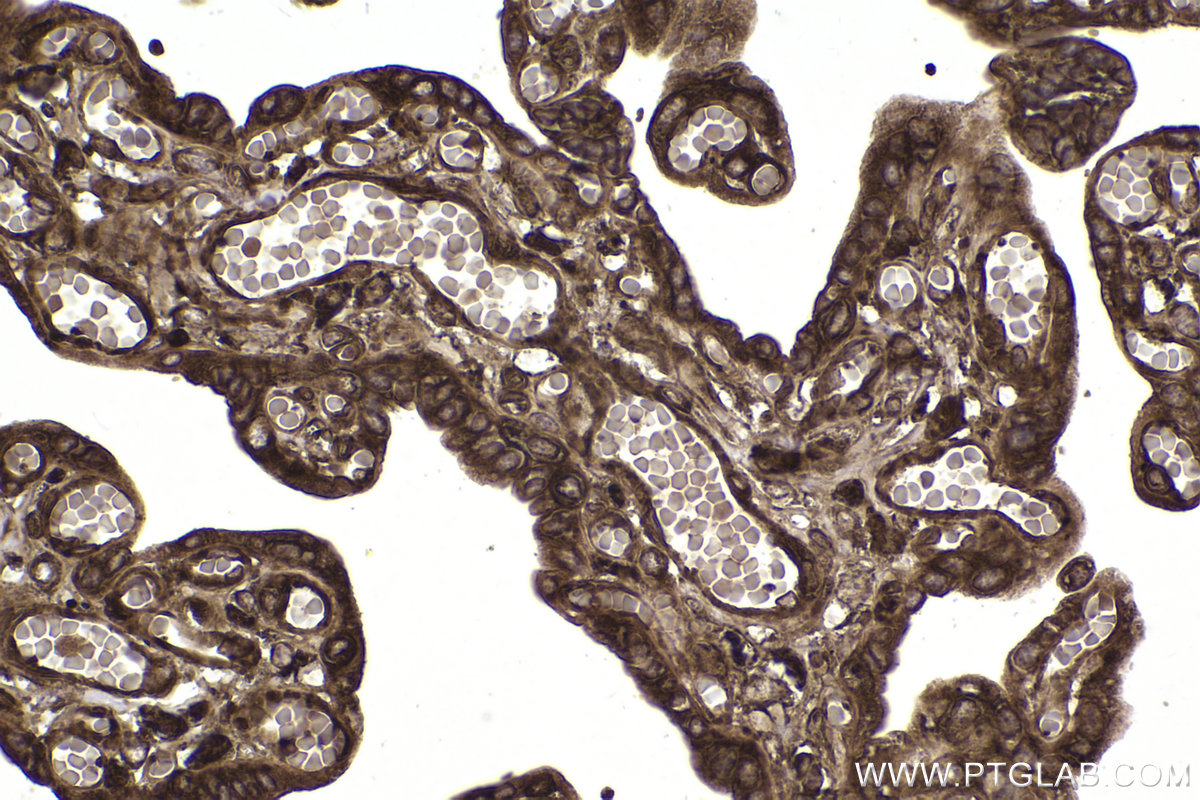 Immunohistochemical analysis of paraffin-embedded human placenta tissue slide using KHC2361 (RACK1 IHC Kit).