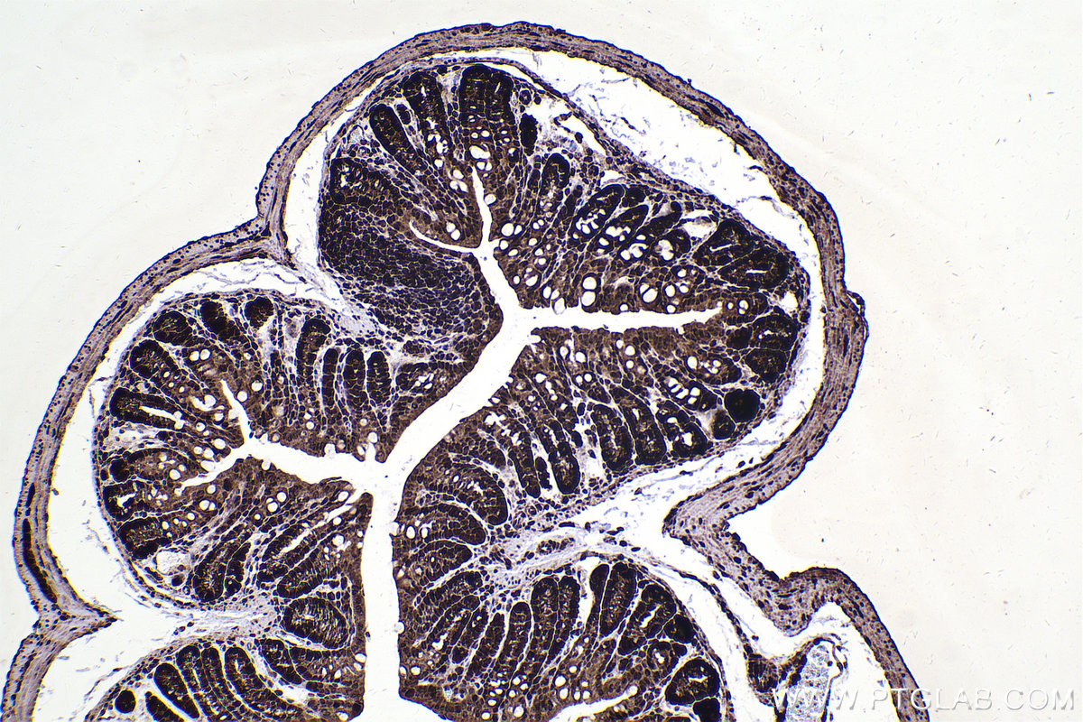 Immunohistochemical analysis of paraffin-embedded mouse colon tissue slide using KHC2353 (RAN IHC Kit).