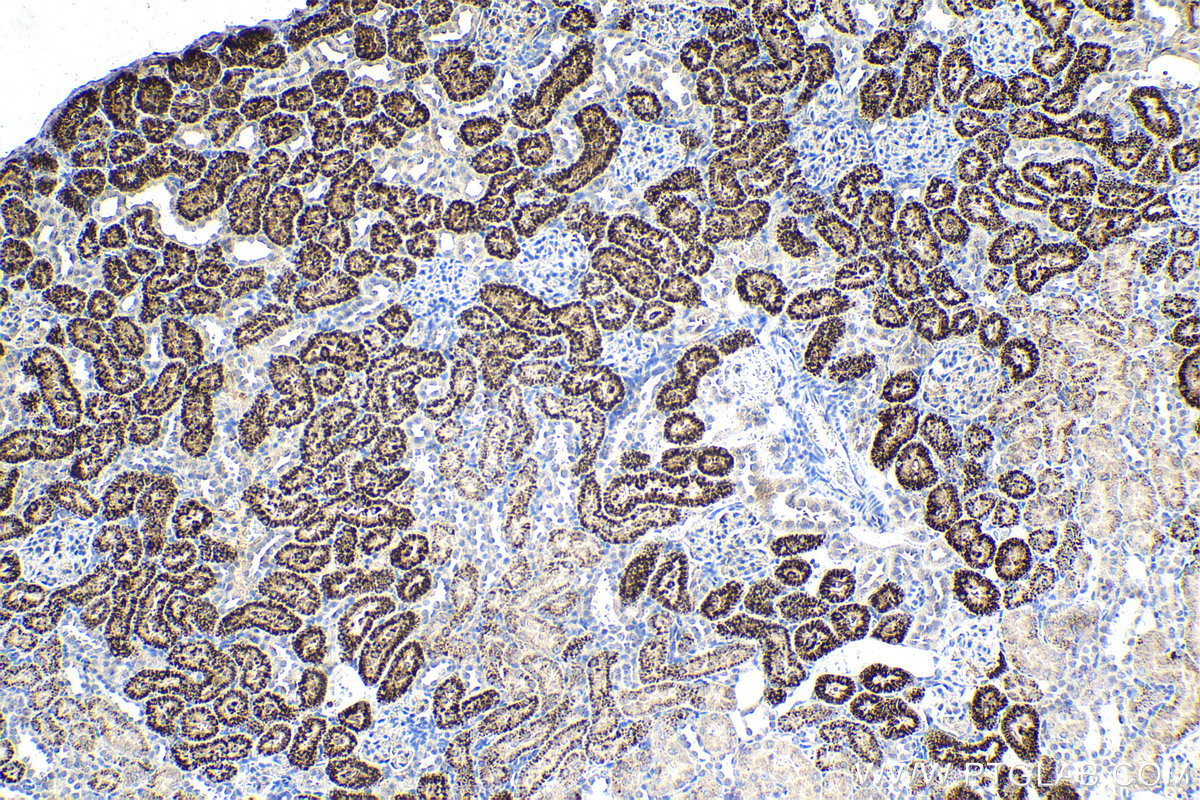 Immunohistochemical analysis of paraffin-embedded rat kidney tissue slide using KHC2156 (RBP4 IHC Kit).