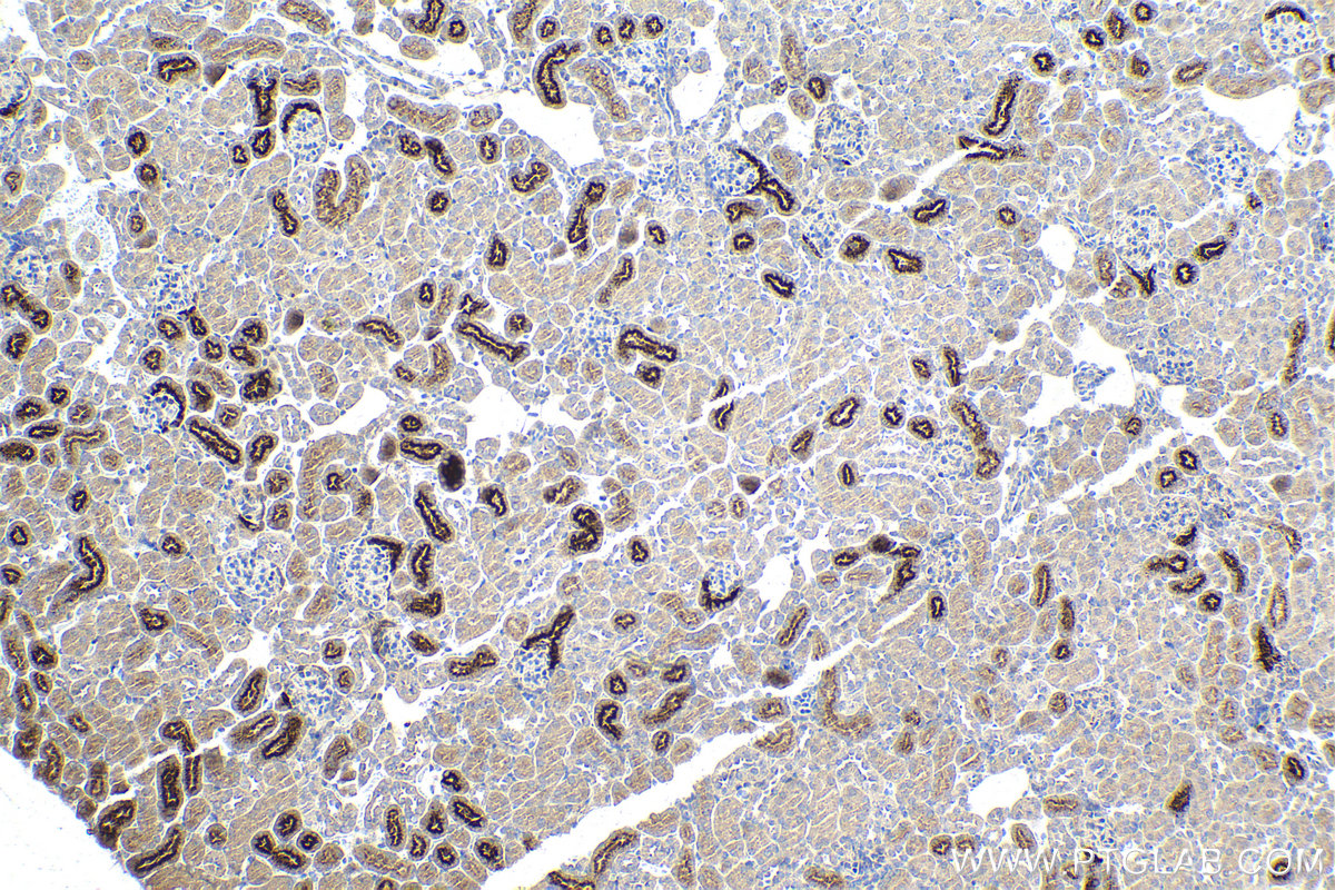 Immunohistochemical analysis of paraffin-embedded mouse kidney tissue slide using KHC2156 (RBP4 IHC Kit).