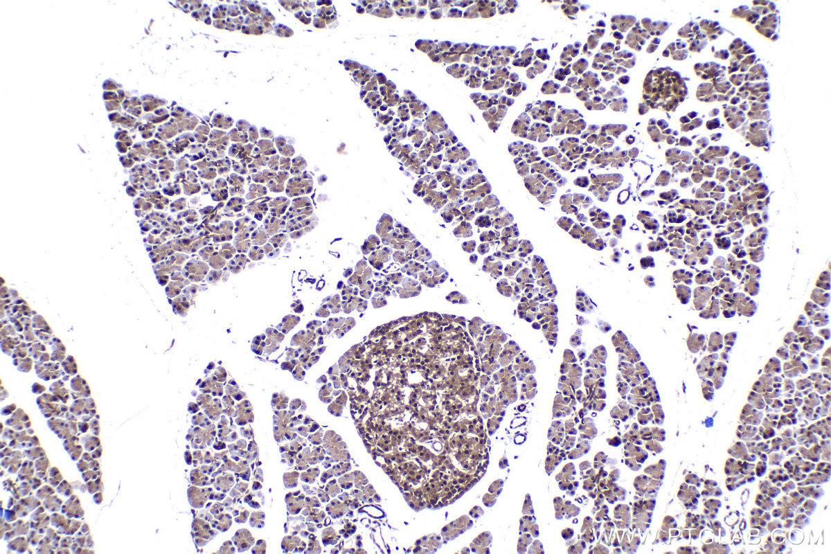 Immunohistochemical analysis of paraffin-embedded rat pancreas tissue slide using KHC2258 (RGS2 IHC Kit).