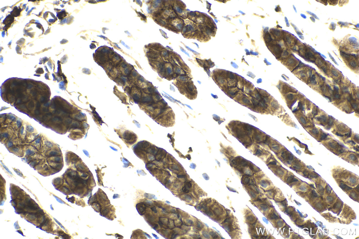 Immunohistochemical analysis of paraffin-embedded mouse stomach tissue slide using KHC2119 (RP2 IHC Kit).