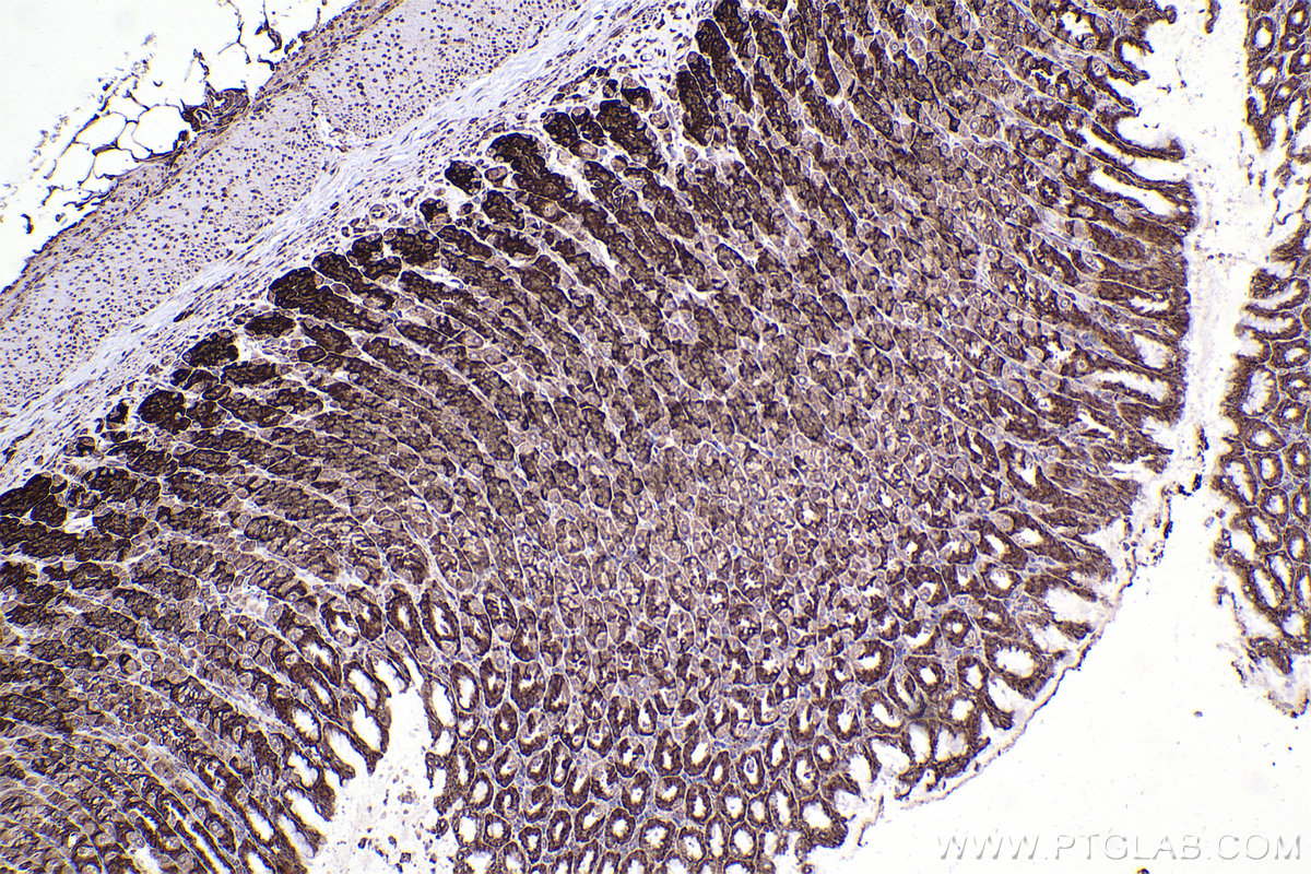 Immunohistochemical analysis of paraffin-embedded rat stomach tissue slide using KHC2354 (RPL11 IHC Kit).