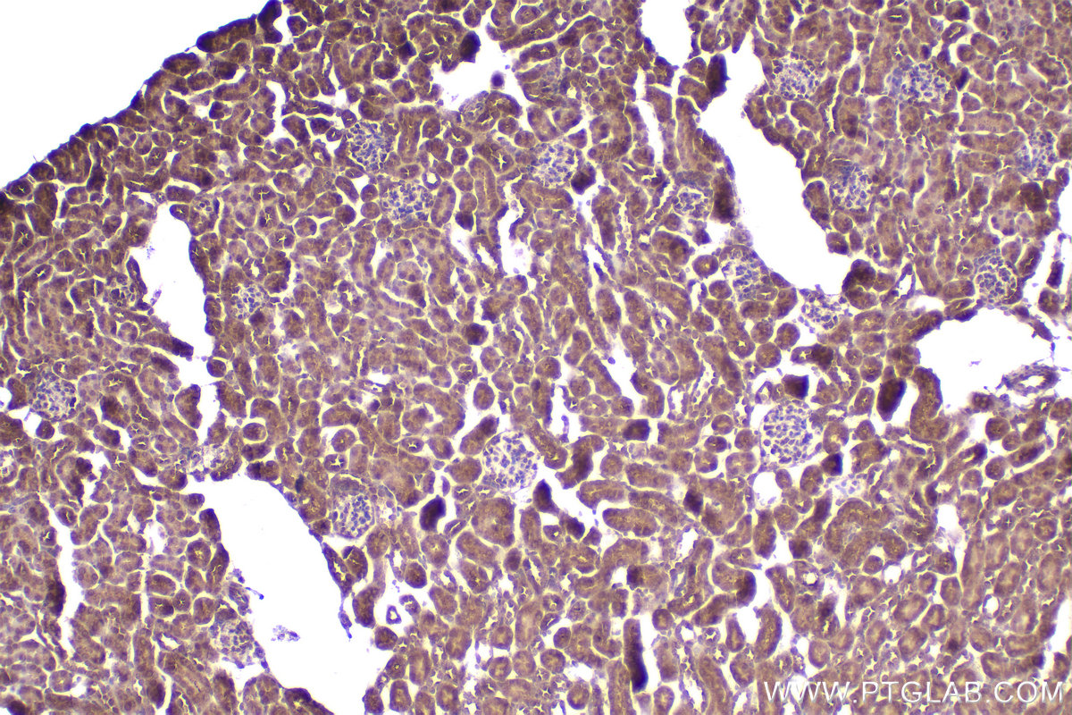 Immunohistochemical analysis of paraffin-embedded mouse kidney tissue slide using KHC2286 (RPL34 IHC Kit).