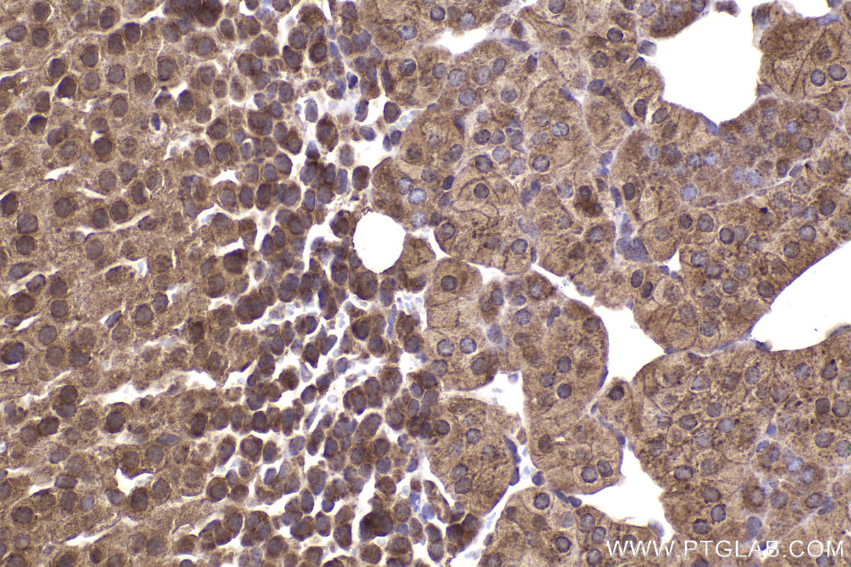 Immunohistochemical analysis of paraffin-embedded mouse adrenal gland tissue slide using KHC2286 (RPL34 IHC Kit).