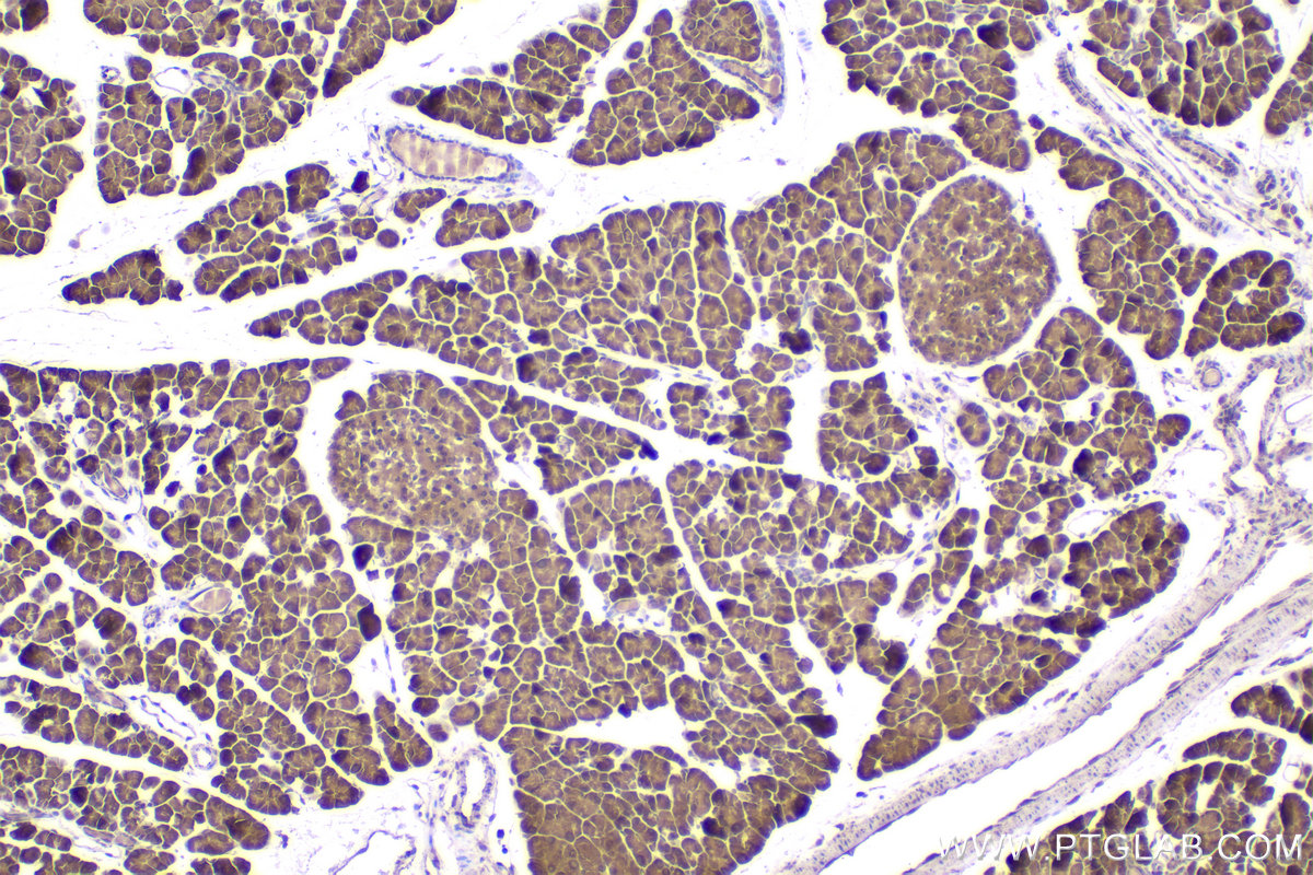 Immunohistochemical analysis of paraffin-embedded mouse pancreas tissue slide using KHC2286 (RPL34 IHC Kit).