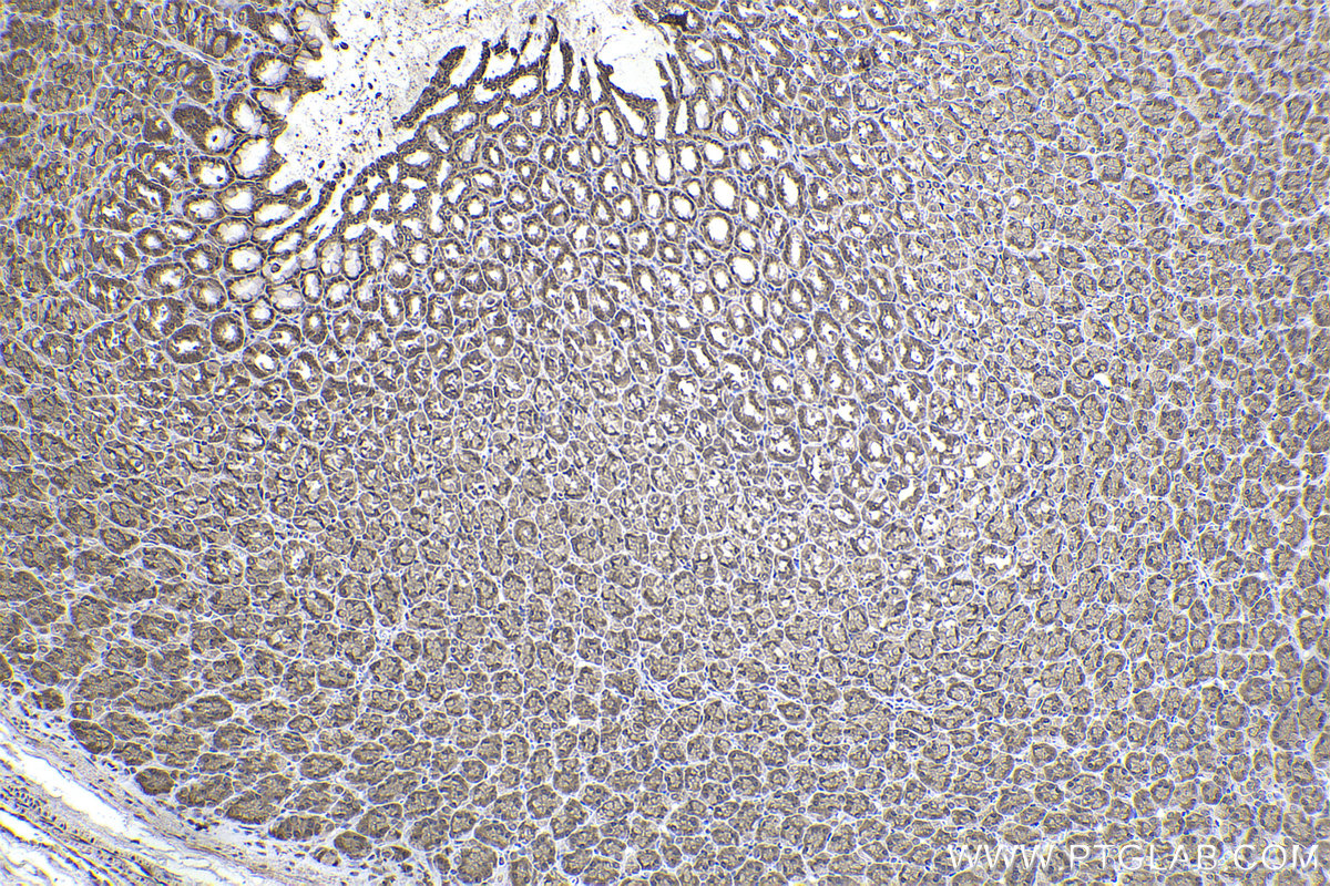 Immunohistochemical analysis of paraffin-embedded rat stomach tissue slide using KHC2352 (RPS6 IHC Kit).