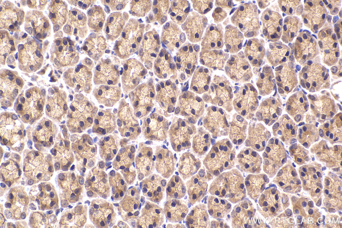 Immunohistochemical analysis of paraffin-embedded rat stomach tissue slide using KHC2279 (RPS9 IHC Kit).