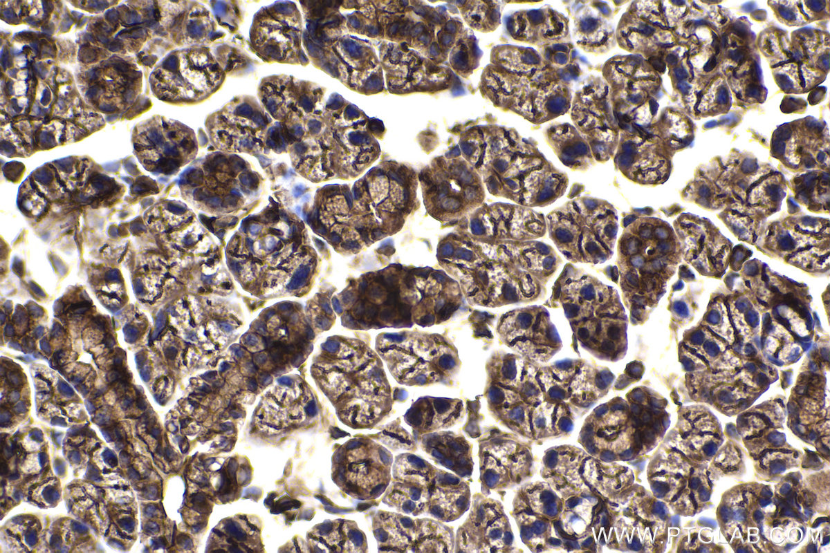 Immunohistochemical analysis of paraffin-embedded mouse salivary gland tissue slide using KHC2245 (Radixin/RDX IHC Kit).