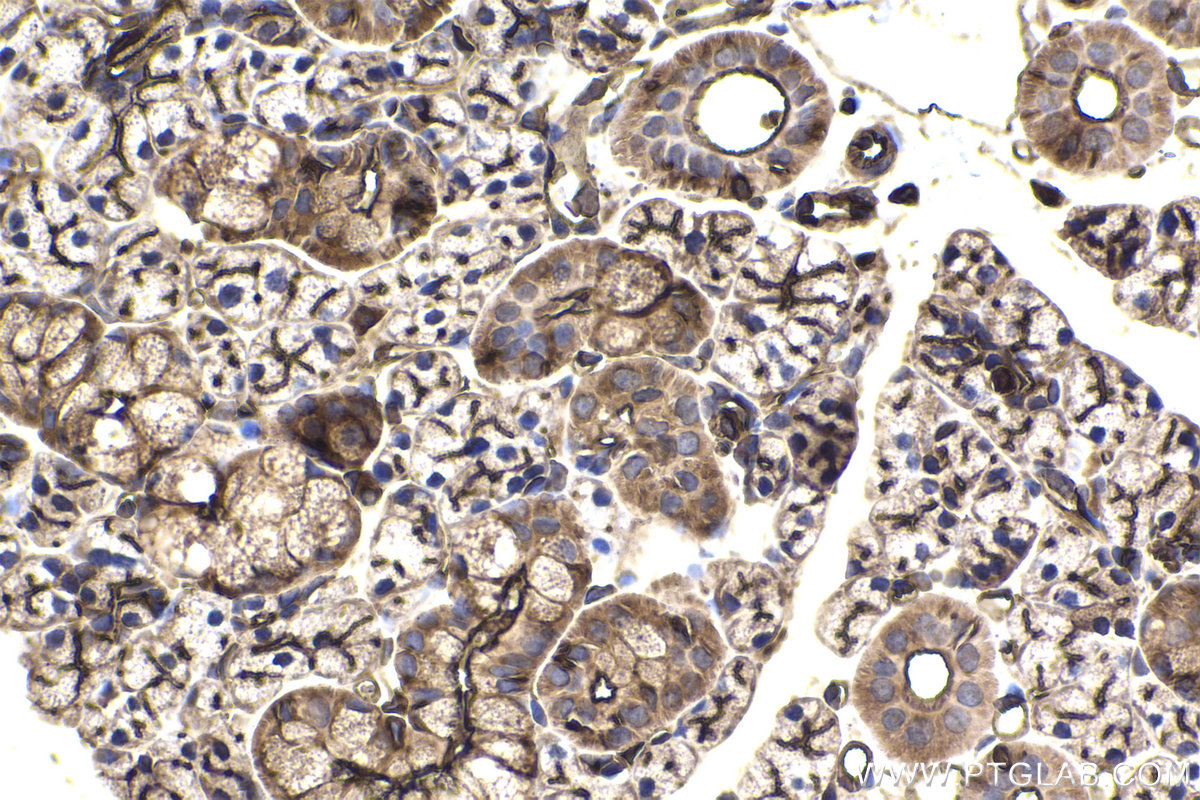 Immunohistochemical analysis of paraffin-embedded rat salivary gland tissue slide using KHC2245 (Radixin/RDX IHC Kit).