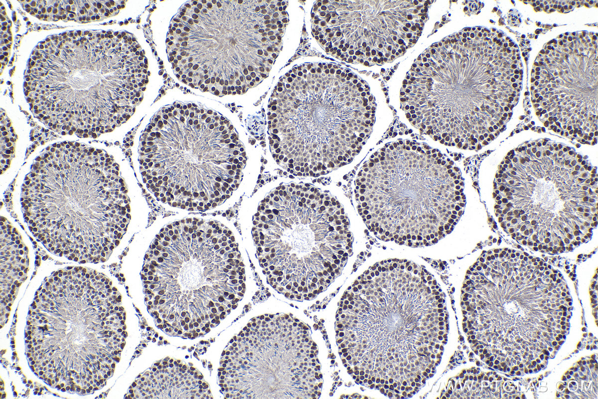 Immunohistochemical analysis of paraffin-embedded rat testis tissue slide using KHC1286 (SCAF8 IHC Kit).
