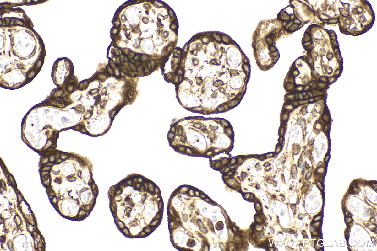 Immunohistochemical analysis of paraffin-embedded human placenta tissue slide using KHC2112 (SEC22B IHC Kit).