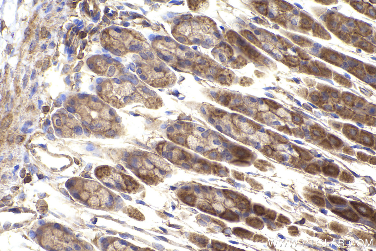 Immunohistochemical analysis of paraffin-embedded mouse stomach tissue slide using KHC2448 (SEPT6 IHC Kit).