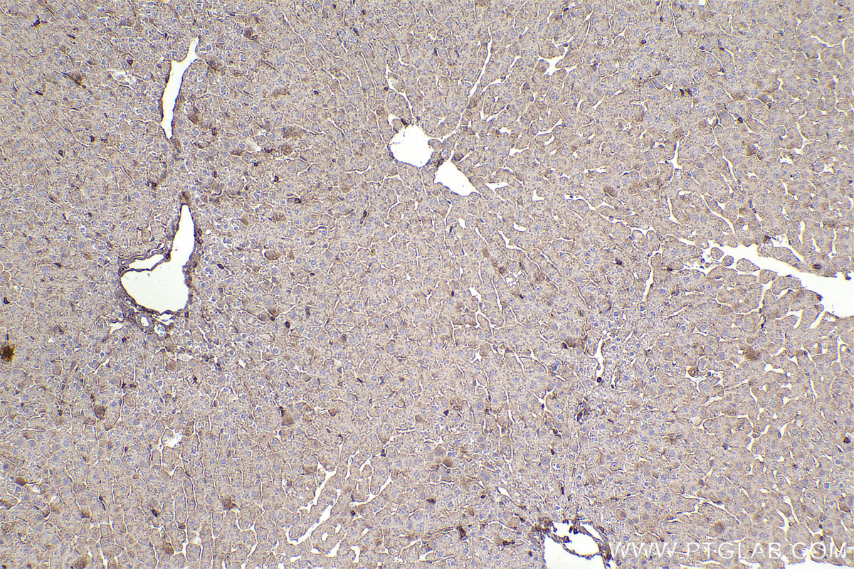 Immunohistochemical analysis of paraffin-embedded rat liver tissue slide using KHC2448 (SEPT6 IHC Kit).