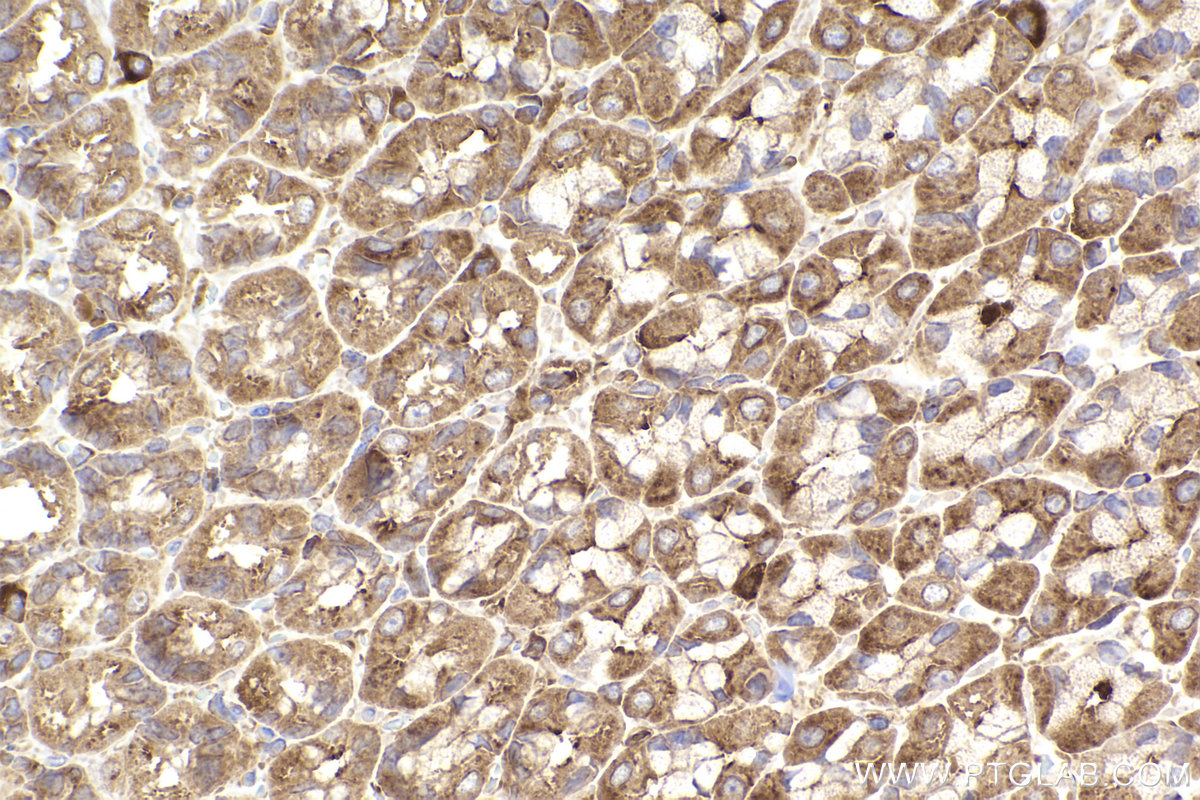 Immunohistochemical analysis of paraffin-embedded rat stomach tissue slide using KHC2448 (SEPT6 IHC Kit).