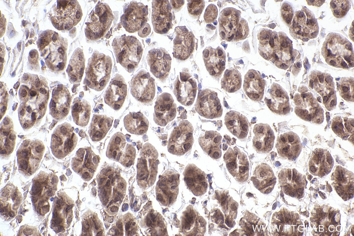 Immunohistochemical analysis of paraffin-embedded mouse stomach tissue slide using KHC2490 (SKIV2L IHC Kit).