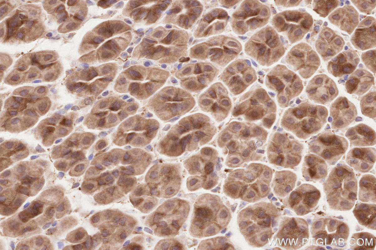 Immunohistochemical analysis of paraffin-embedded mouse stomach tissue slide using KHC2583 (SLC30A6/ZNT6 IHC Kit).