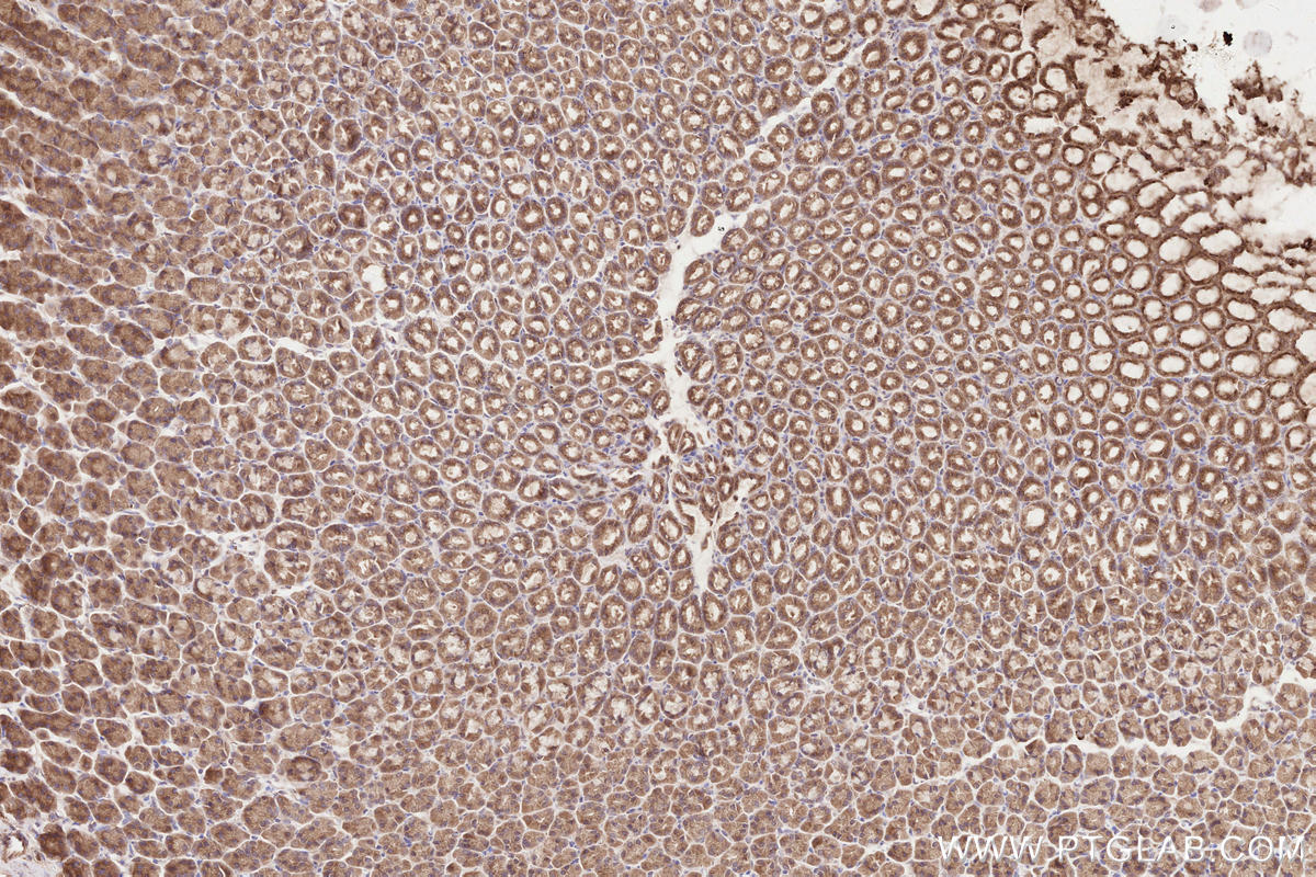 Immunohistochemical analysis of paraffin-embedded rat stomach tissue slide using KHC2583 (SLC30A6/ZNT6 IHC Kit).