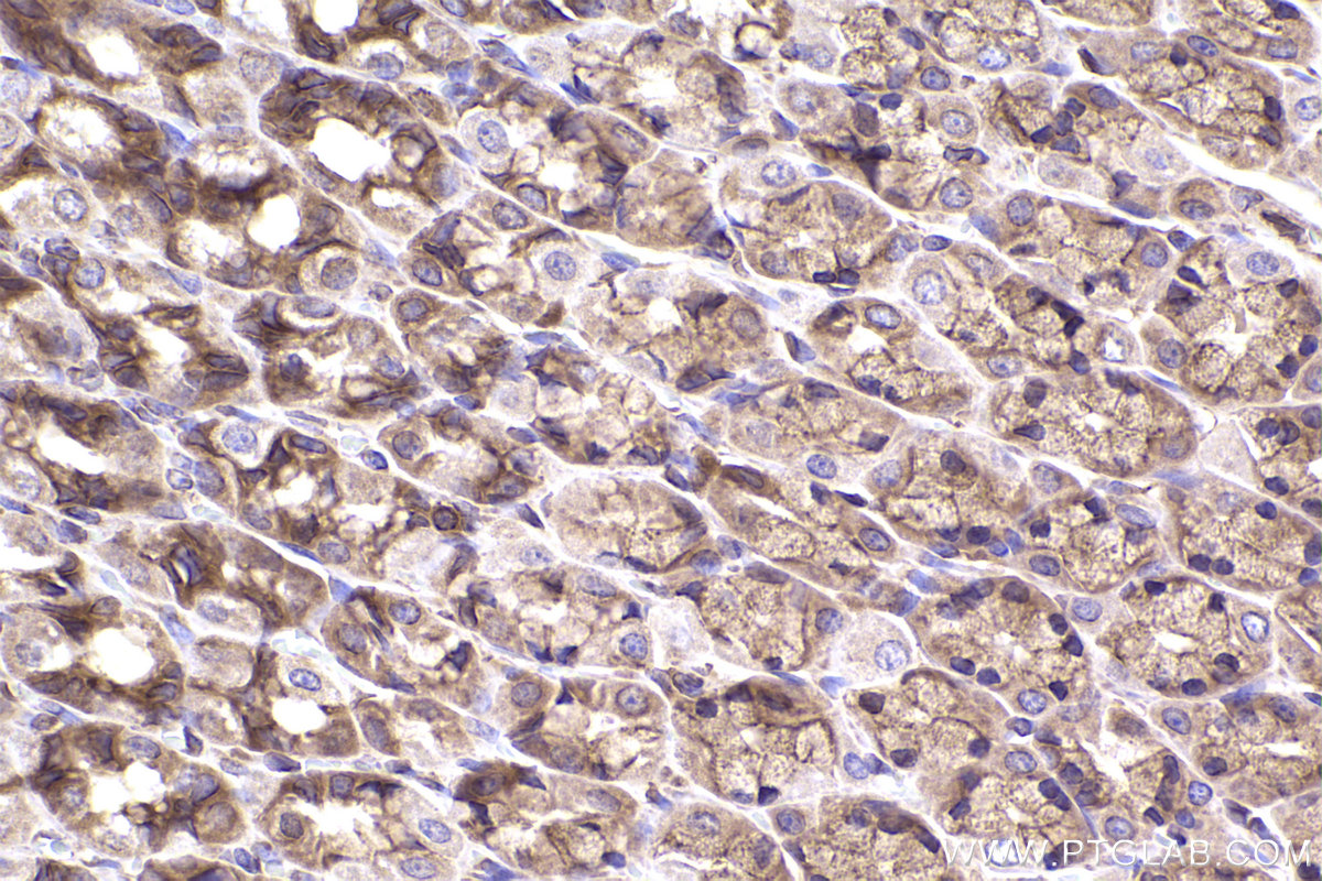 Immunohistochemical analysis of paraffin-embedded rat stomach tissue slide using KHC2384 (SLC7A5 IHC Kit).