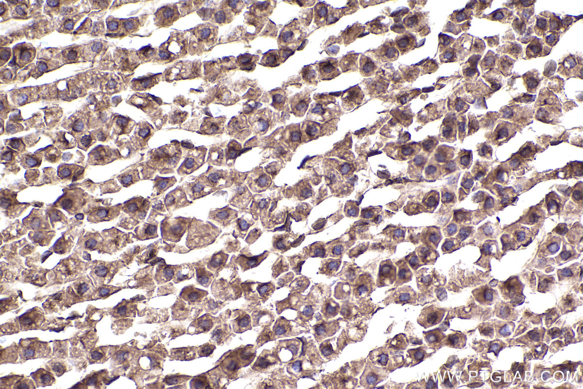 Immunohistochemical analysis of paraffin-embedded rat adrenal gland tissue slide using KHC2384 (SLC7A5 IHC Kit).