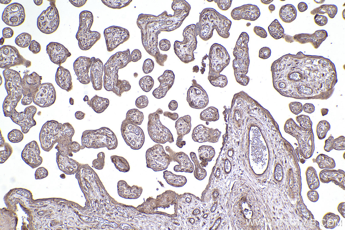 Immunohistochemical analysis of paraffin-embedded human placenta tissue slide using KHC2384 (SLC7A5 IHC Kit).