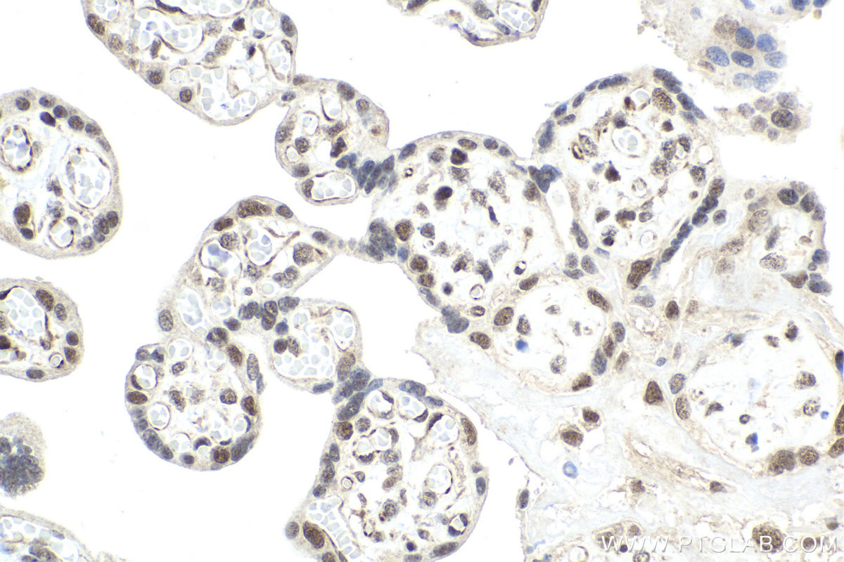 Immunohistochemical analysis of paraffin-embedded human placenta tissue slide using KHC1967 (SLTM IHC Kit).