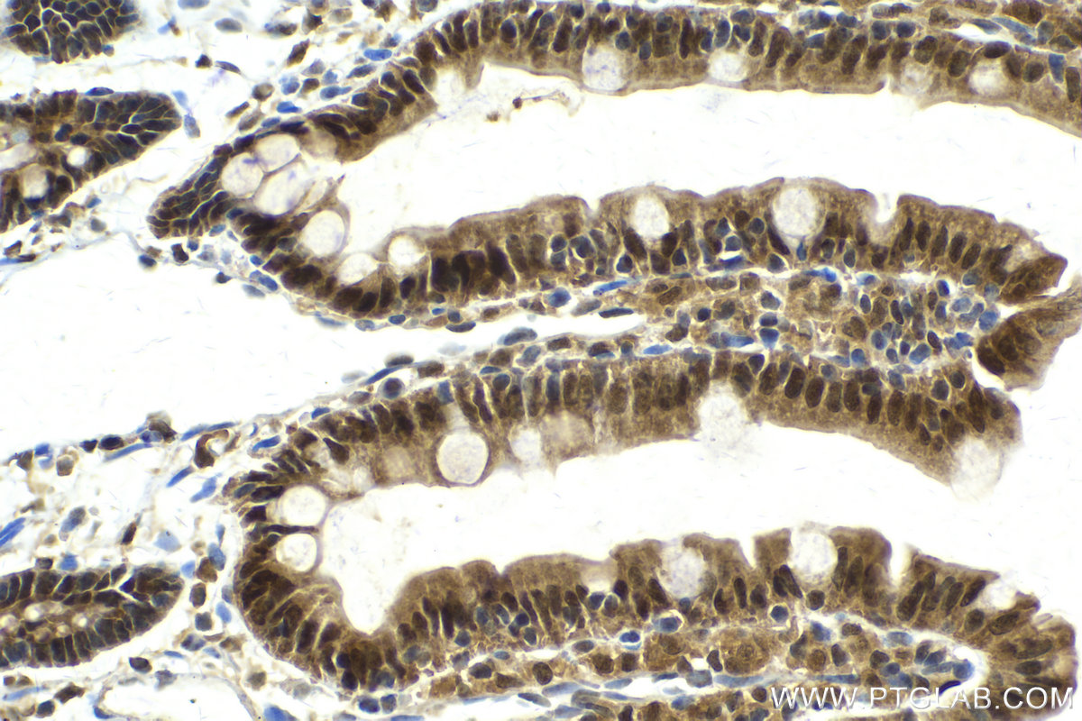 Immunohistochemical analysis of paraffin-embedded rat small intestine tissue slide using KHC2143 (SMC2 IHC Kit).