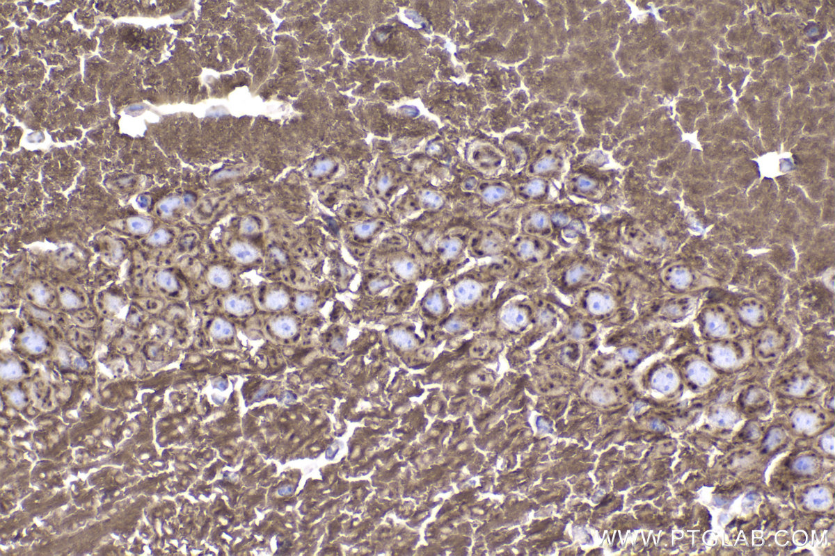 Immunohistochemical analysis of paraffin-embedded mouse brain tissue slide using KHC2335 (SNAP25 IHC Kit).