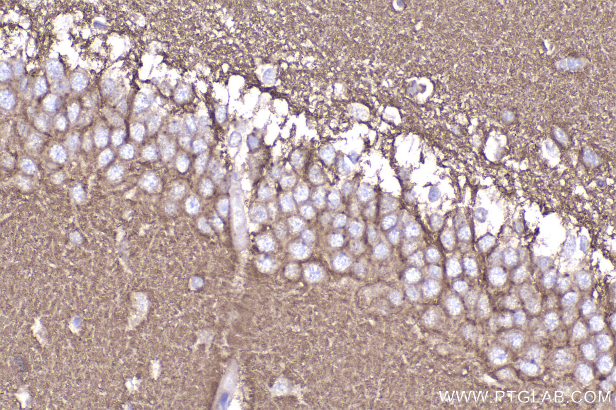 Immunohistochemical analysis of paraffin-embedded rat brain tissue slide using KHC2335 (SNAP25 IHC Kit).