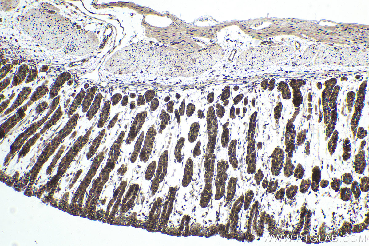 Immunohistochemical analysis of paraffin-embedded mouse stomach tissue slide using KHC1950 (SRA1 IHC Kit).